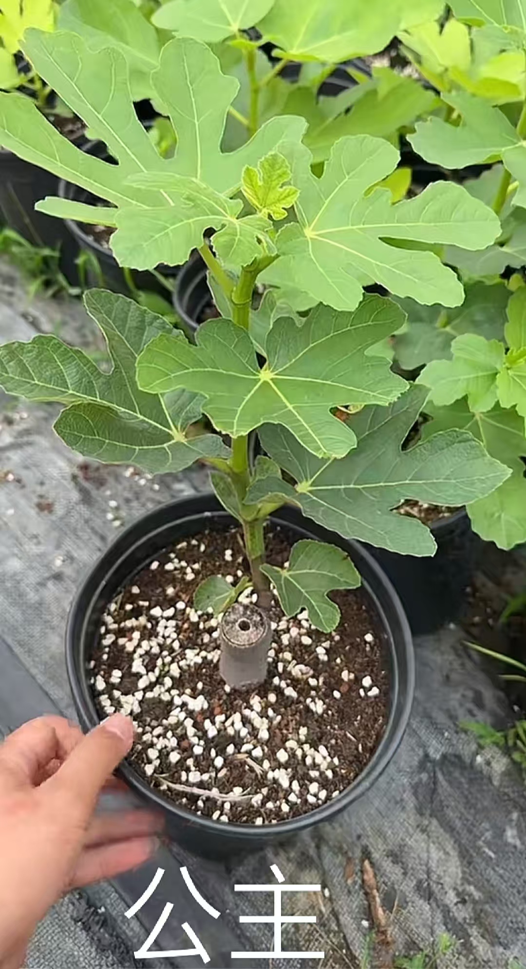 公主（Princess）